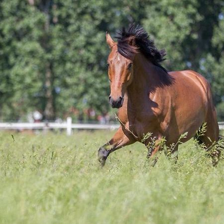 Pferdeidylle Direkt Neben Berlin In Dallgow Esterno foto