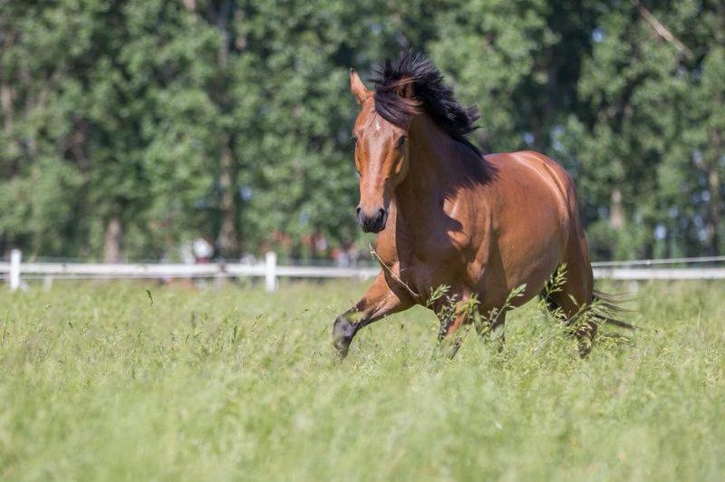 Pferdeidylle Direkt Neben Berlin In Dallgow Esterno foto